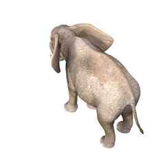 African elephant depicted in various poses and angles, pose #03. 3D model, PNG.