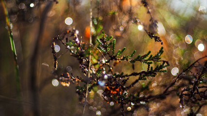 Macro de petites plantes sauvages, dans la forêt des Landes de Gascogne, dans un décor automnal