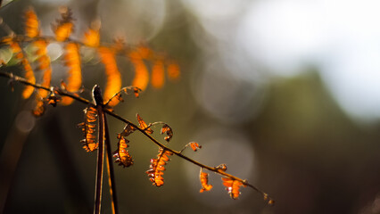 Macro de petites plantes sauvages, dans la forêt des Landes de Gascogne, dans un décor automnal