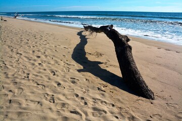dead logs on the edge of a sand beach with blue sea