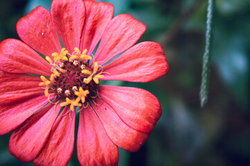 Zinnia elegans flowers in red, photo of flowers with spring colors, the most famous annual...