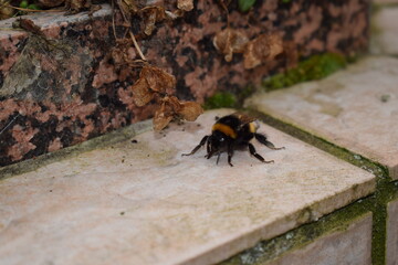 Bumblebee drinking sugar water