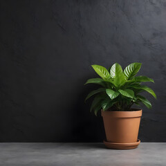 a green potted plant on a dark black background.the copy space. test space