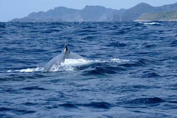 Fototapeta premium 【小笠原】ザトウクジラ