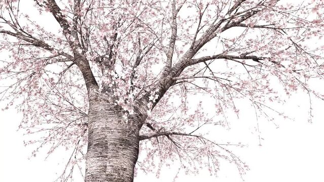 桜の木の周囲を回る　ループ　白背景
