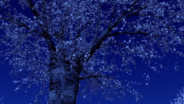 桜の木の周囲を回る　ループ　月夜
