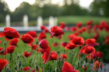 Fototapeta premium veterans memorial cemetery with flags. ai generated