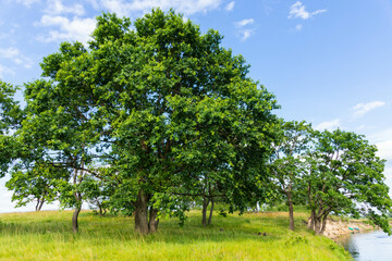 Meadow on which beautiful tall oaks grow, summer landscape in sunny warm weather.
