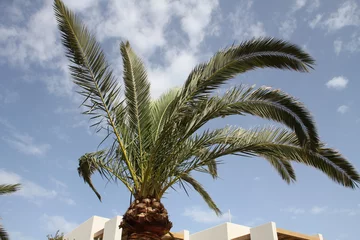 Rolgordijnen Palme im Wind © Mike