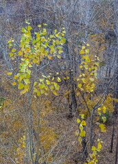 Yellow leaves on the branches of a Poplar tree against the background of tree branches in autumn