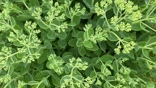 Hylotelephium telephium. Sedum telephium. Orpine flowers. Sedum Stonecrop in nature. Floral wallpaper. Green little young bush top view. Sedum medicinal plant. Blurred green background