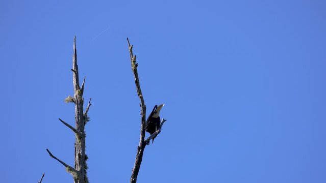 Nutcracker taking flight in slow motion from a tree with a blue sky background