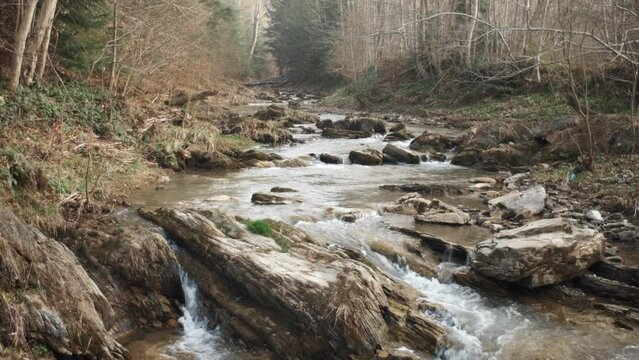 Water flows over stones overgrown with moss in early spring majestic forest. Mountain river with crystal clear water. Beautiful natural wonder, quiet place for green tourism concept