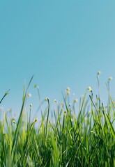 Fototapeta premium green grass and a blue sky in the background