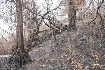 Trees after a forest fire in Indonesia