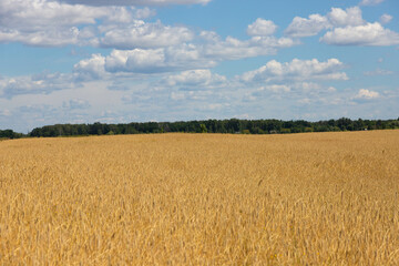 Summer Landscape with Wheat Field and Clouds
