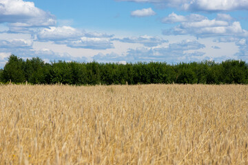 Fototapeta premium Summer Landscape with Wheat Field and Clouds