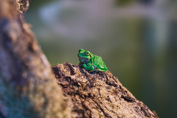 A happy green frog sitting on a tree