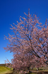 青空に映える早咲の桜