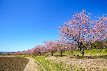 青空に映える早咲の桜