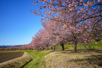 青空に映える早咲の桜