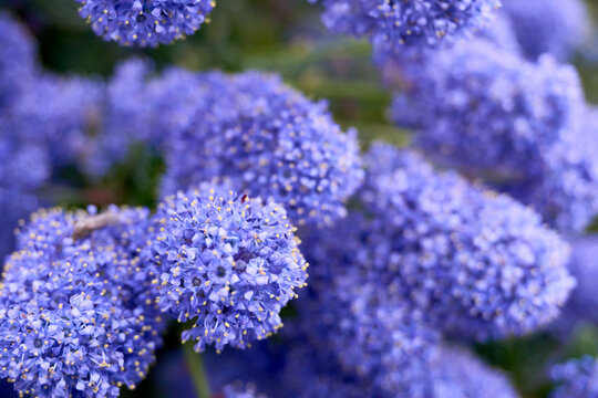 Macro photo of lilac flowers blooming in a garden