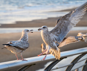 Flock of seagulls squabbling by the beach - obrazy, fototapety, plakaty