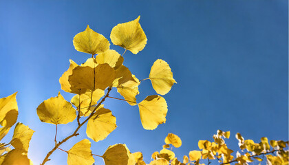 against the background of a clear blue cloudless sky, only bright shiny autumn poplar leaves are visible, joy and peace, space for text, a lot of sky and air