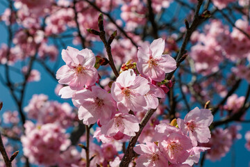 青空に映える早咲の桜