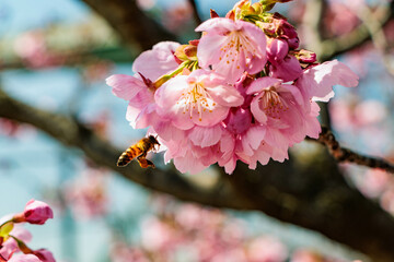 青空に映える早咲の桜