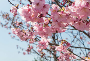青空に映える早咲の桜