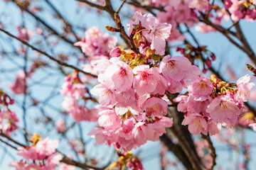 青空に映える早咲の桜