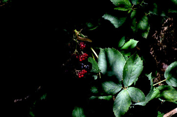 Red and dark blue wild blackberries outdoors in a nature park.