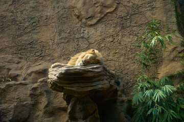 A lion sleeping on a rock at a zoo in sunset
