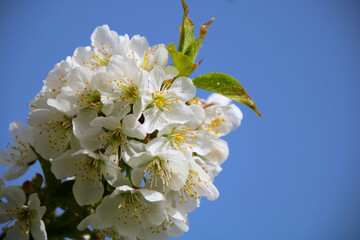 kirschblüten kirschbaum