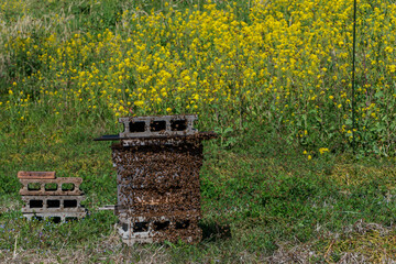 巣別れをするミツバチの群れ