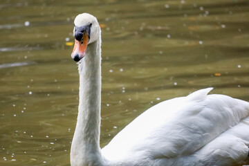 Fototapeta premium The white swan is beautiful and cute in the river