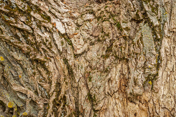 Texture of tree bark in a natural european park.