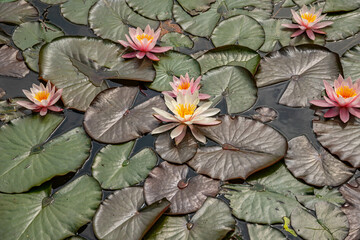 View of water lilies in a pond in a nature park. View from above.