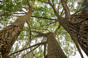 Maple tree in the park. View from the bottom.