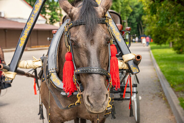 Obraz premium Head of a brown horse with a harness in a city park
