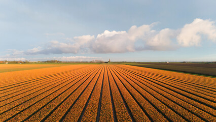 orange tulip fields in spring in the netherlands dronehoto top view - 772089275
