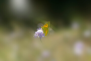 Obraz premium Colias palaeno