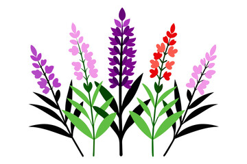 Fireweed wild multicolored flower white background