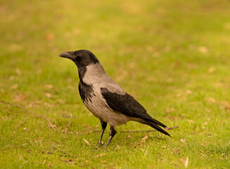 Hooded crow in Tiergarten Park.