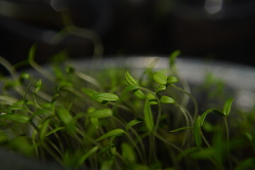 Tomato seedlings on the windowsill
