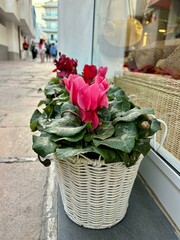Baskets of magenta color Cyclamen flowers next to the fashion shop in El Medano, Tenerife, Canary Islands, Spain