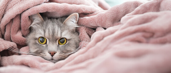 Cute cat with warm plaid at home. Concept of heating season © Pixel-Shot