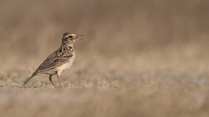 ORIENTAL SKYLARK IN FRAME