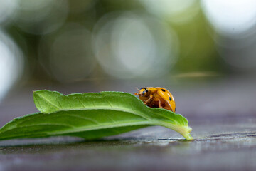 Ladybug crawling on leaves - 772095877